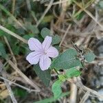 Ruellia prostrata flower picture by RIYAZ (రియాజ్) PASHA (పాషా) (cc-by-sa)