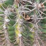 Gymnocalycium schickendantzii leaf picture by Trap Hers (cc-by-sa)