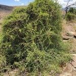 Pyrostria phyllanthoidea habit picture by susan brown (cc-by-sa)