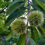 Castanea crenata fruit picture by Dan Wilson (cc-by-sa)