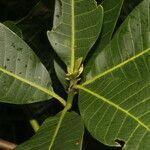 Anacardium excelsum leaf picture by Nelson Zamora Villalobos (cc-by-nc)