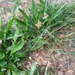 Plantago ovata flower picture by Solé Miquel (cc-by-sa)