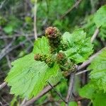 Vitis vulpina flower picture by Lyndon Chan (cc-by-sa)