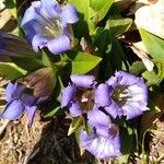 Gentiana scabra flower picture by Kenneth Parker (cc-by-sa)