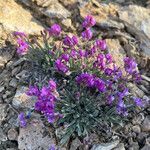 Oxytropis lambertii leaf picture by Joseph Littlehorn (cc-by-sa)