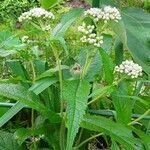 Eupatorium perfoliatum habit picture by kristina schaefer (cc-by-sa)