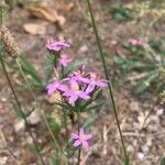 Centaurium erythraea flower picture by djrage (cc-by-sa)