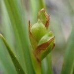 Carex halleriana fruit picture by Yoan MARTIN (cc-by-sa)