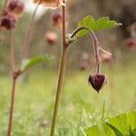 Geum rivale habit picture by Szabolcs Frater (cc-by-sa)