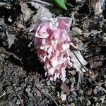 Lathraea squamaria habit picture by Chlad Martin (cc-by-sa)