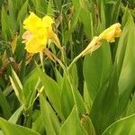 Canna flaccida flower picture by c chelle (cc-by-sa)