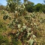 Solanum lycocarpum habit picture by Lauton Everton (cc-by-sa)