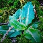 Goodyera oblongifolia leaf picture by Oliver Leich (cc-by-sa)