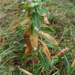 Euphorbia dulcis habit picture by Nathalie Potel (cc-by-sa)