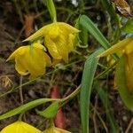 Calochortus amabilis flower picture by John John (cc-by-sa)