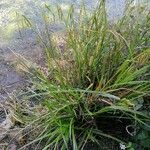 Carex pseudocyperus habit picture by louis melin (cc-by-sa)