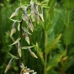 Epipactis palustris leaf picture by anthony acou (cc-by-sa)