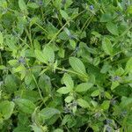 Asperugo procumbens habit picture by Nadine Castel (cc-by-sa)