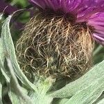 Centaurea uniflora flower picture by Jan Baeteman (cc-by-sa)