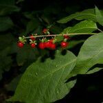 Rivina humilis fruit picture by Nelson Zamora Villalobos (cc-by-nc)