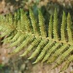 Polystichum aculeatum fruit picture by Boon Daniel (cc-by-sa)