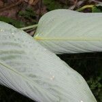 Maranta arundinacea leaf picture by Nelson Zamora Villalobos (cc-by-nc)