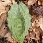 Aplectrum hyemale leaf picture by Heather Herb (cc-by-sa)