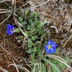 Gentiana sedifolia habit picture by Fabien Anthelme (cc-by-sa)