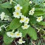 Primula vulgaris flower picture by David Hocken (cc-by-sa)