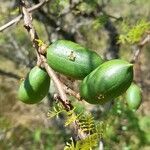 Vachellia caven fruit picture by Trap Hers (cc-by-sa)