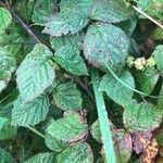 Rubus ferocior leaf picture by cedric vervey (cc-by-sa)