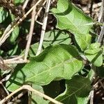 Crossandra massaica leaf picture by susan brown (cc-by-sa)