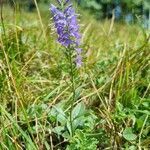 Veronica spicata habit picture by Jani Zadrgal (cc-by-sa)