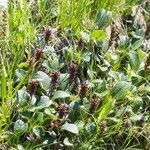 Salix herbacea habit picture by Jean-François Baudin (cc-by-sa)