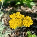 Achillea clypeolata flower picture by celine (cc-by-sa)