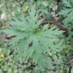 Geranium pratense leaf picture by zaunkönig (cc-by-sa)