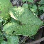 Ligularia dentata leaf picture by Sustainable Gardening (cc-by-sa)