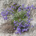 Campanula carnica flower picture by Martin Bishop (cc-by-sa)