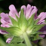 Knautia basaltica flower picture by Sylvain Piry (cc-by-sa)