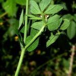 Lotus pedunculatus leaf picture by Llandrich anna (cc-by-sa)