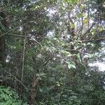 Ficus mauritiana habit picture by H. Goëau (cc-by-sa)