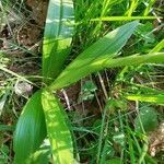 Orchis mascula leaf picture by Tomaž Jančar (cc-by-sa)