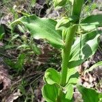 Epipactis muelleri leaf picture by Johannes Fischer (cc-by-sa)