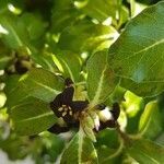 Pittosporum tenuifolium flower picture by Diane Blackham (cc-by-sa)