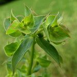 Euphorbia falcata habit picture by Llandrich anna (cc-by-sa)