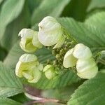 Viburnum plicatum flower picture by ben vc (cc-by-sa)