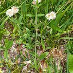 Trifolium montanum habit picture by Martin Bishop (cc-by-sa)