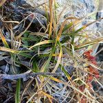 Carex sempervirens leaf picture by Fabien Anthelme (cc-by-sa)