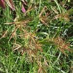 Cyperus rotundus habit picture by Maarten Vanhove (cc-by-sa)