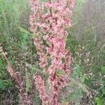 Rumex acetosella fruit picture by Dieter Albrecht (cc-by-sa)